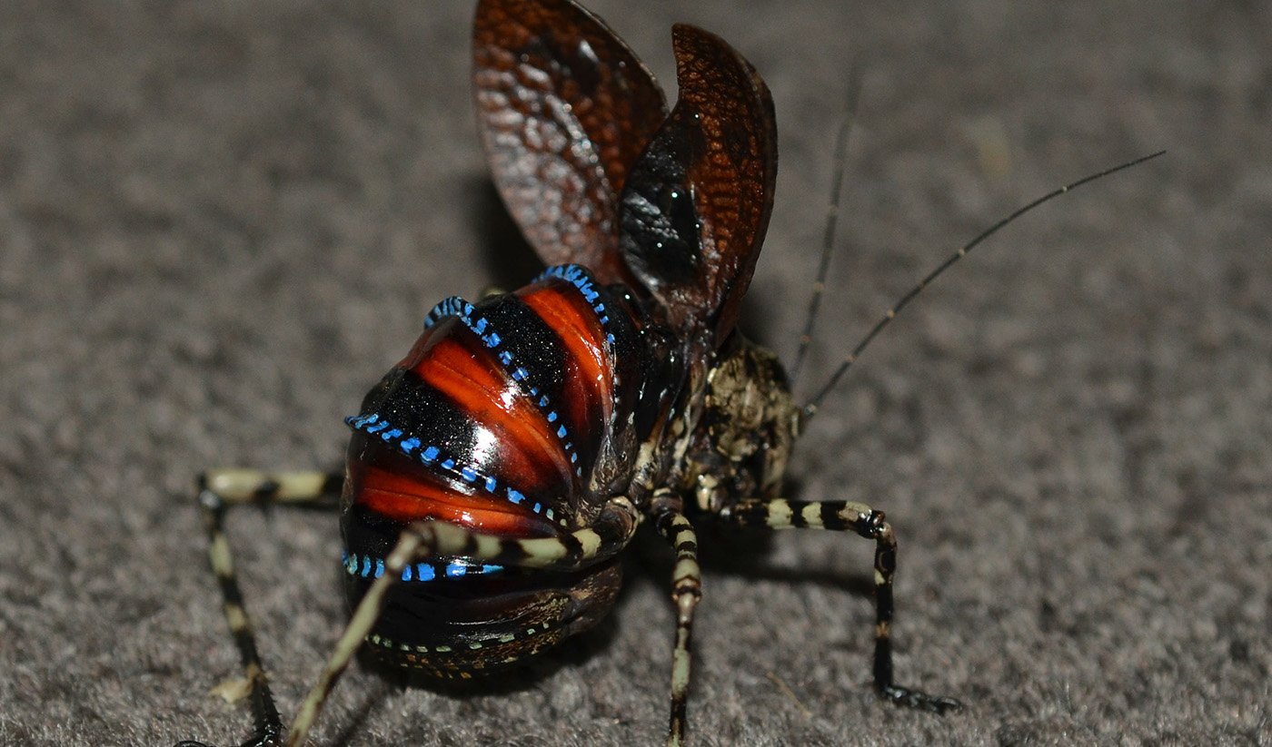 At blokere fløjte charme These shocking katydids are one of Australia's weirdest insects - Australian  Geographic