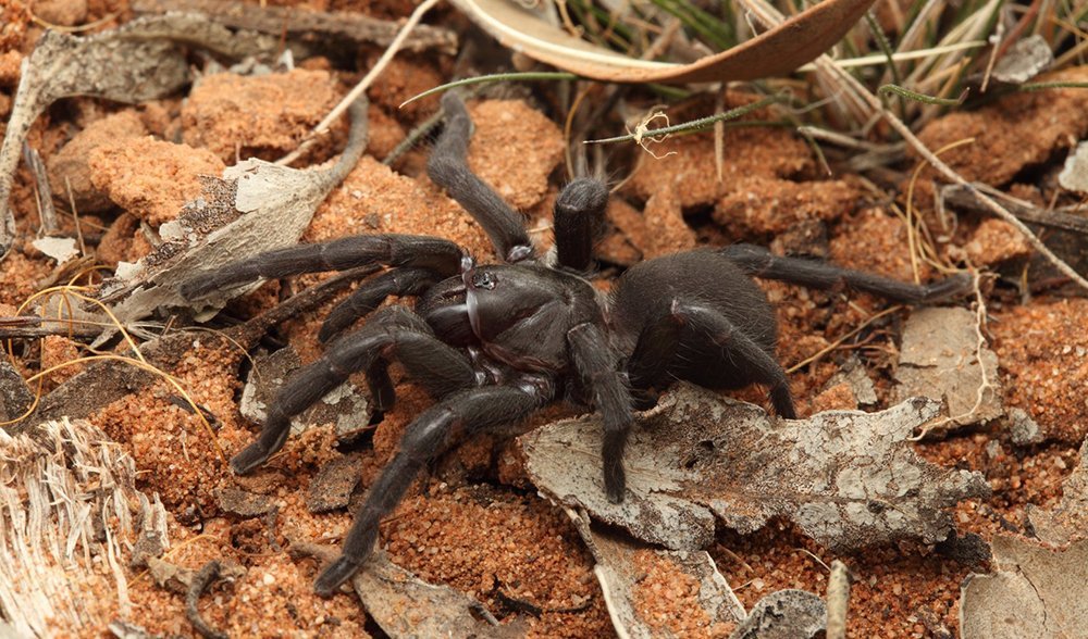 New Species Of Spider Discovered In Nsw Australian Geographic