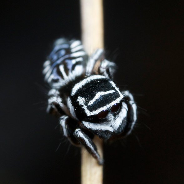 Two new spider species: 'Skeletorus' and 'Sparklemuffin' 