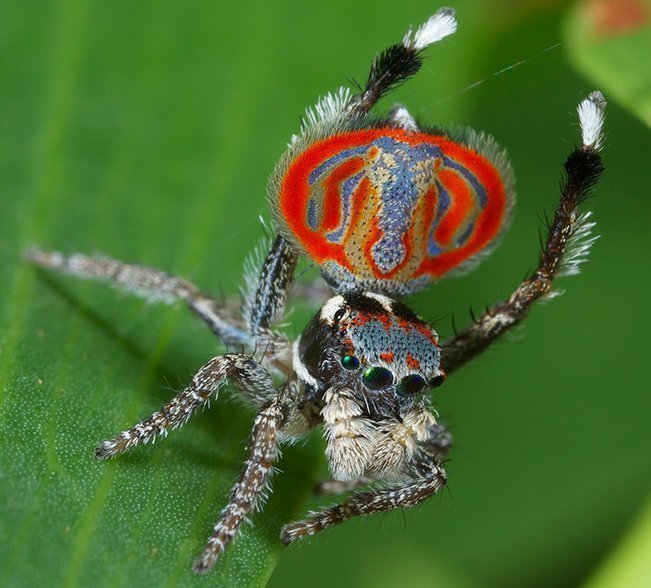 The Austrialian peacock spider goes viral, Magazine Articles