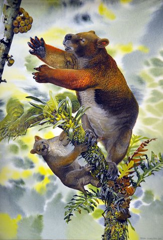 Extinct wombat climbed trees like a koala - Australian Geographic Extinct wombat climbed trees like a koala - Australian Geographic
