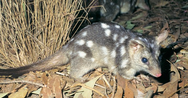 Northern Australian mammals face extinction - Australian Geographic