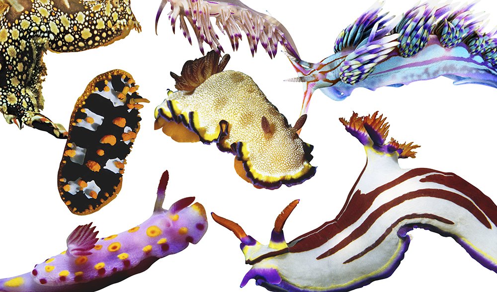 A diversity of Nudibranchs sea slugs (thought to be a good indicator of climate change)