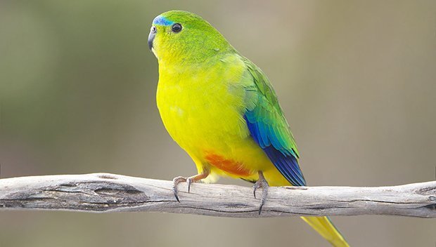 Australia's most endangered species - Australian Geographic