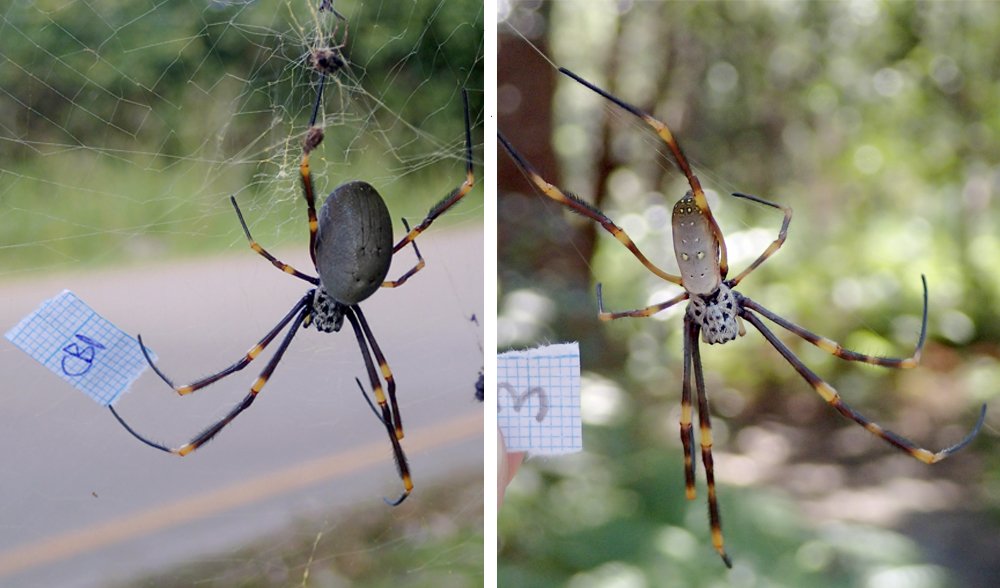 Spiders In The City Are Bigger Australian Geographic