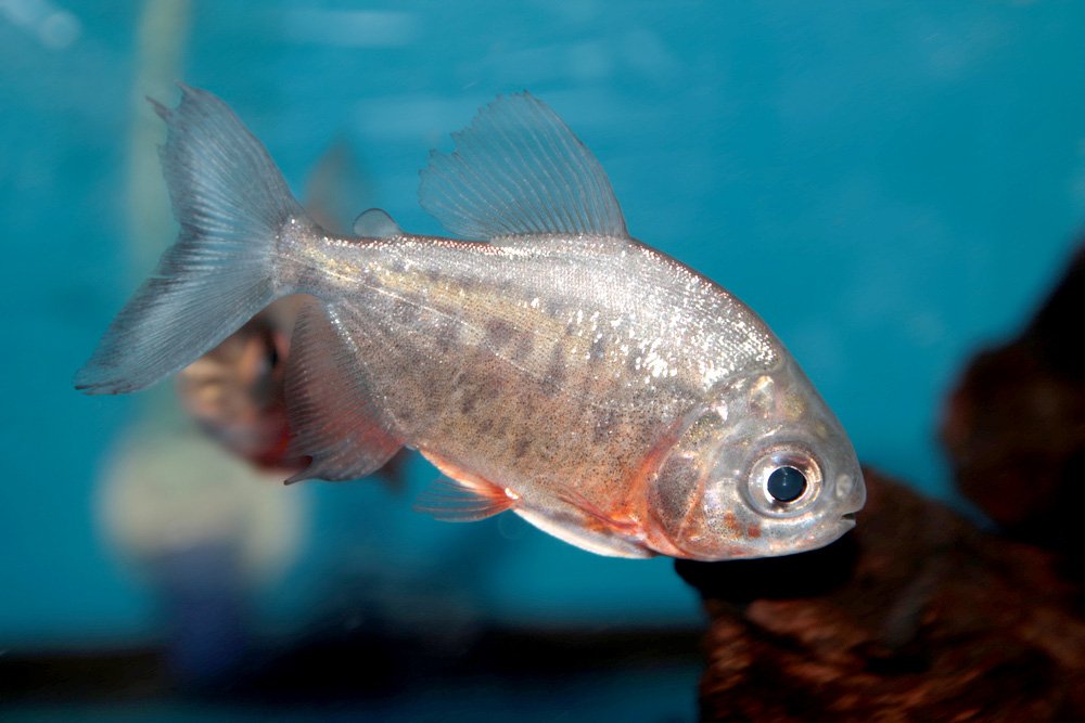 The 'ball-cutter' fish - Australian Geographic