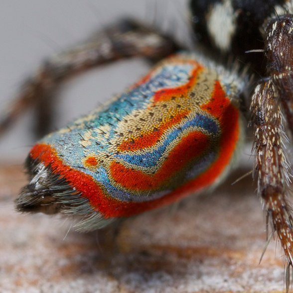 The Austrialian peacock spider goes viral, Magazine Articles