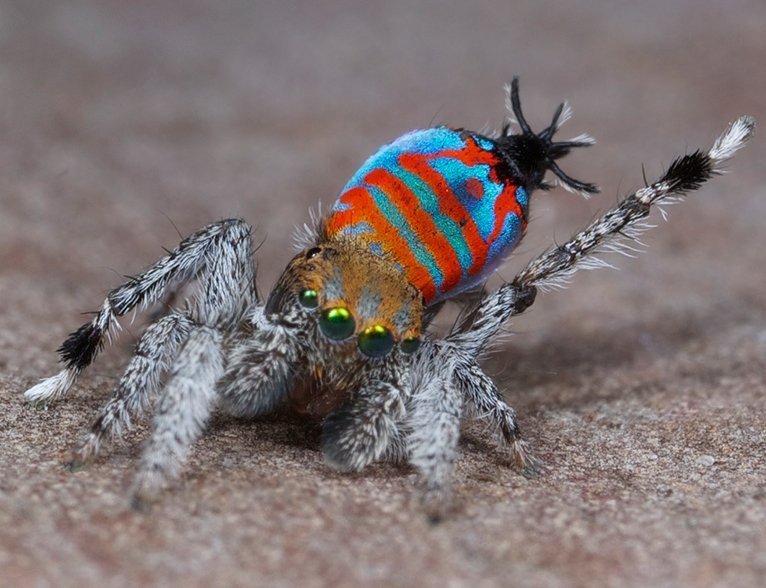 Meet Sparklemuffin And Skeletor New Australian Peacock Spiders Australian Geographic