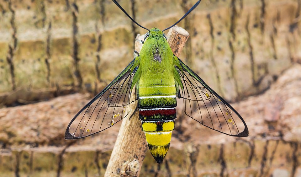 https://www.australiangeographic.com.au/wp-content/uploads/2018/06/pellucid-hawk-moth.jpg