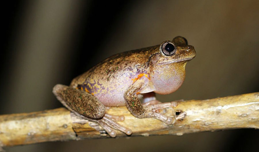 Beep, click, bark: Australia's unique frog calls - Australian Geographic