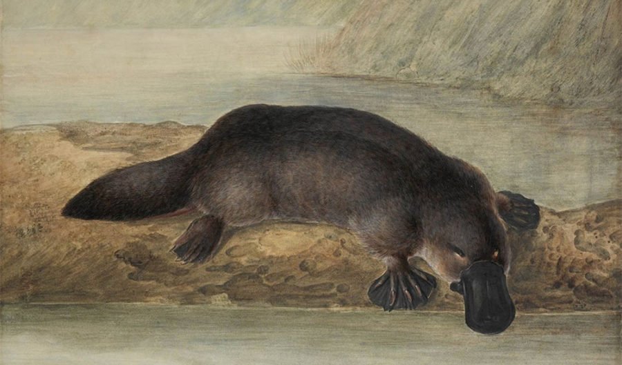 On this day: The world first sees a live platypus - Australian Geographic