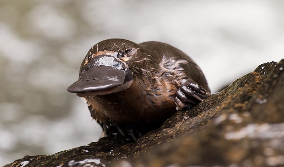 are platypus endangered are platypus endangered