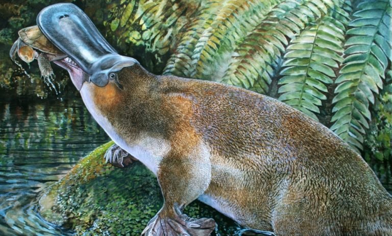 blue platypus