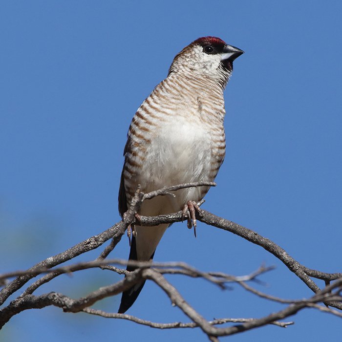 GALLERY: the richly-coloured finches of Queensland - Australian Geographic