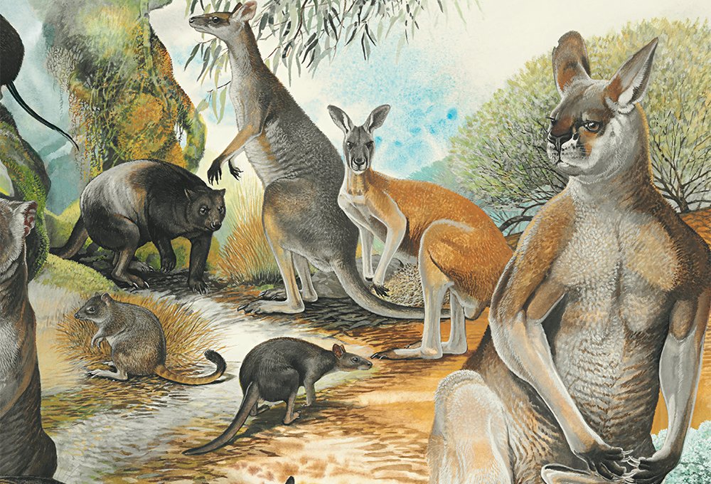 Extinct Giant Kangaroo extinct-giant-kangaroo