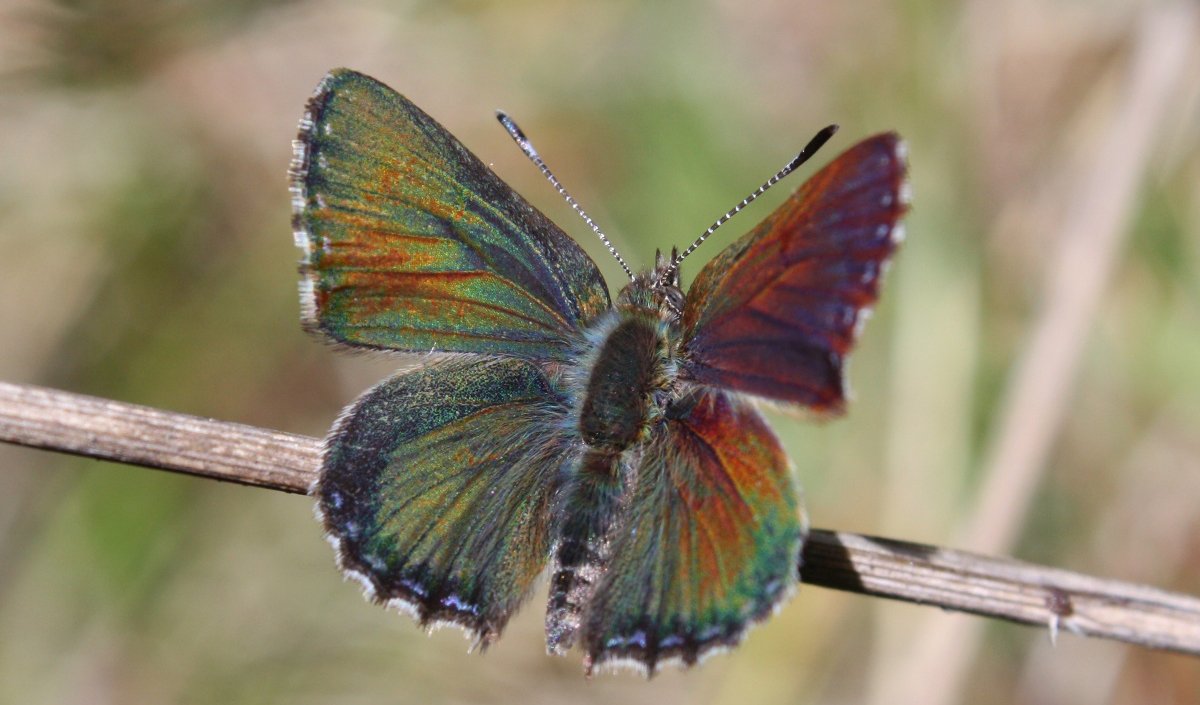 a purple copper butterfly on a branch