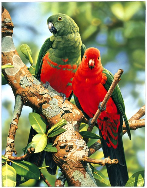 King Parrot Allisterus Scapularis King Parrot Allisterus Scapularis