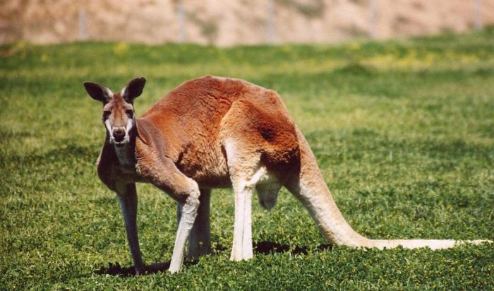 Australia's animal emblems