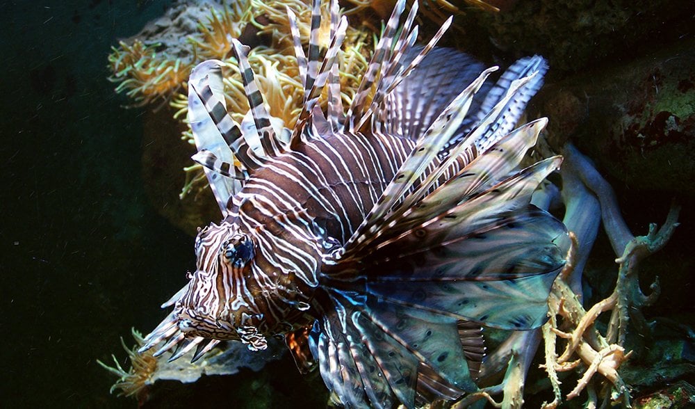 Top 10: marine creatures that so well