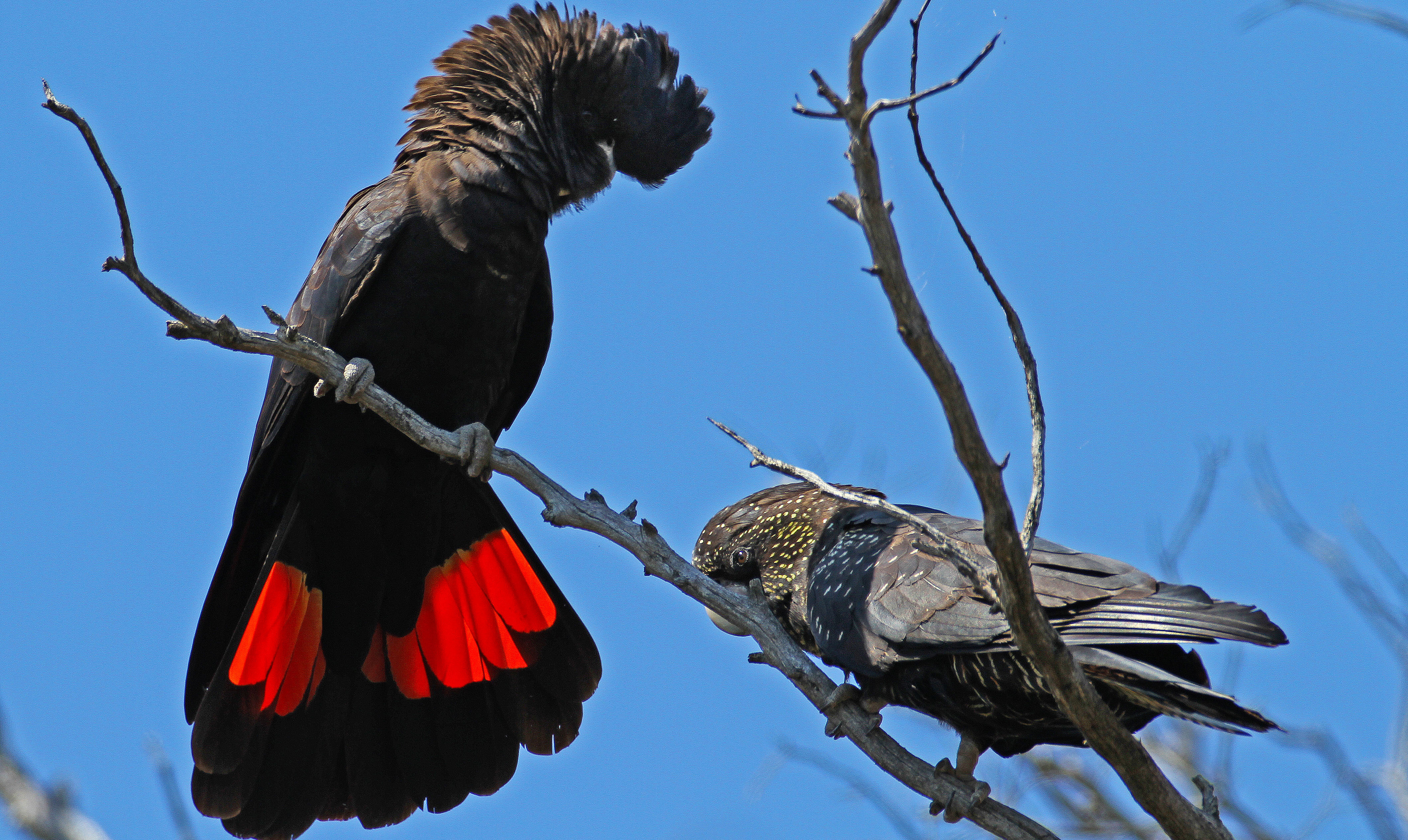 red cockatoo