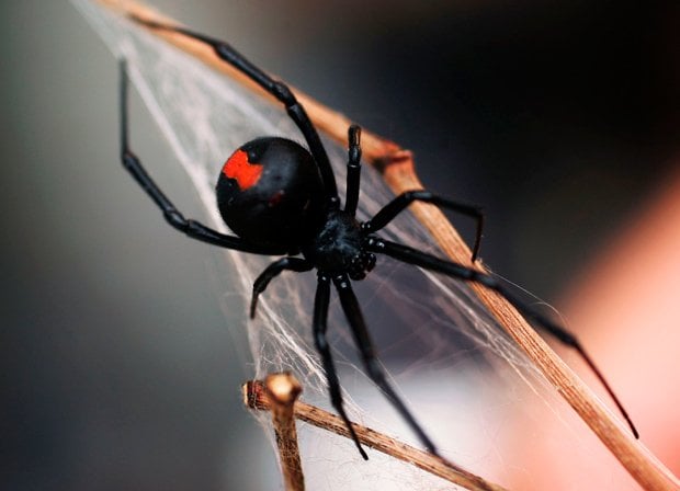 Les araignÃ©es australiennes sont les 10 plus dangereux redbacks