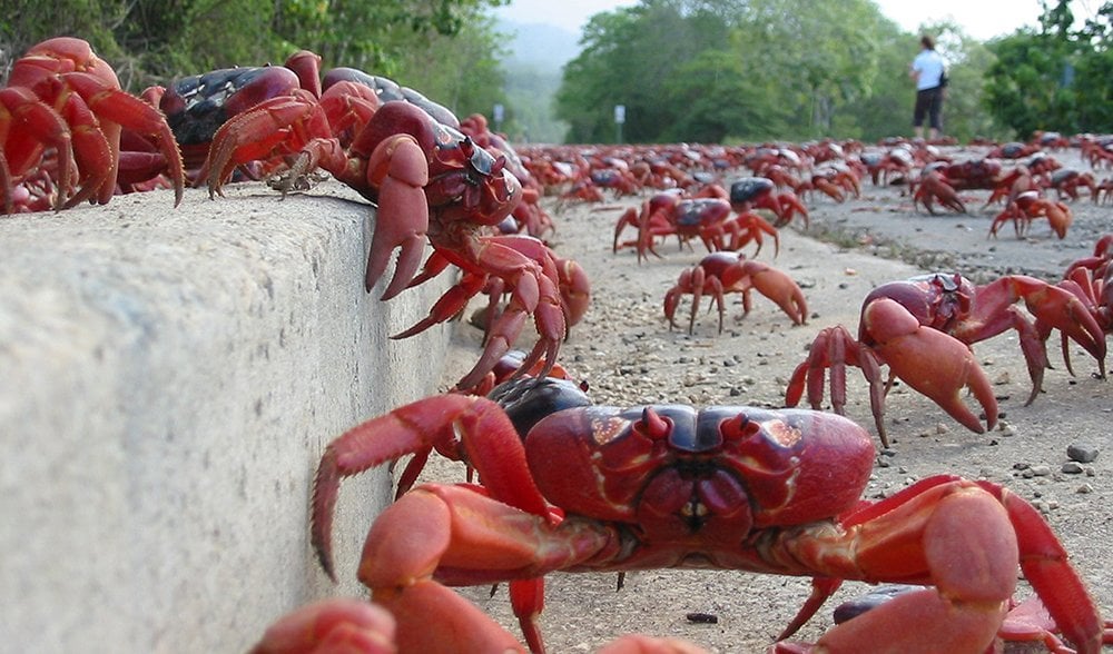Australia's curious crabs - Geographic