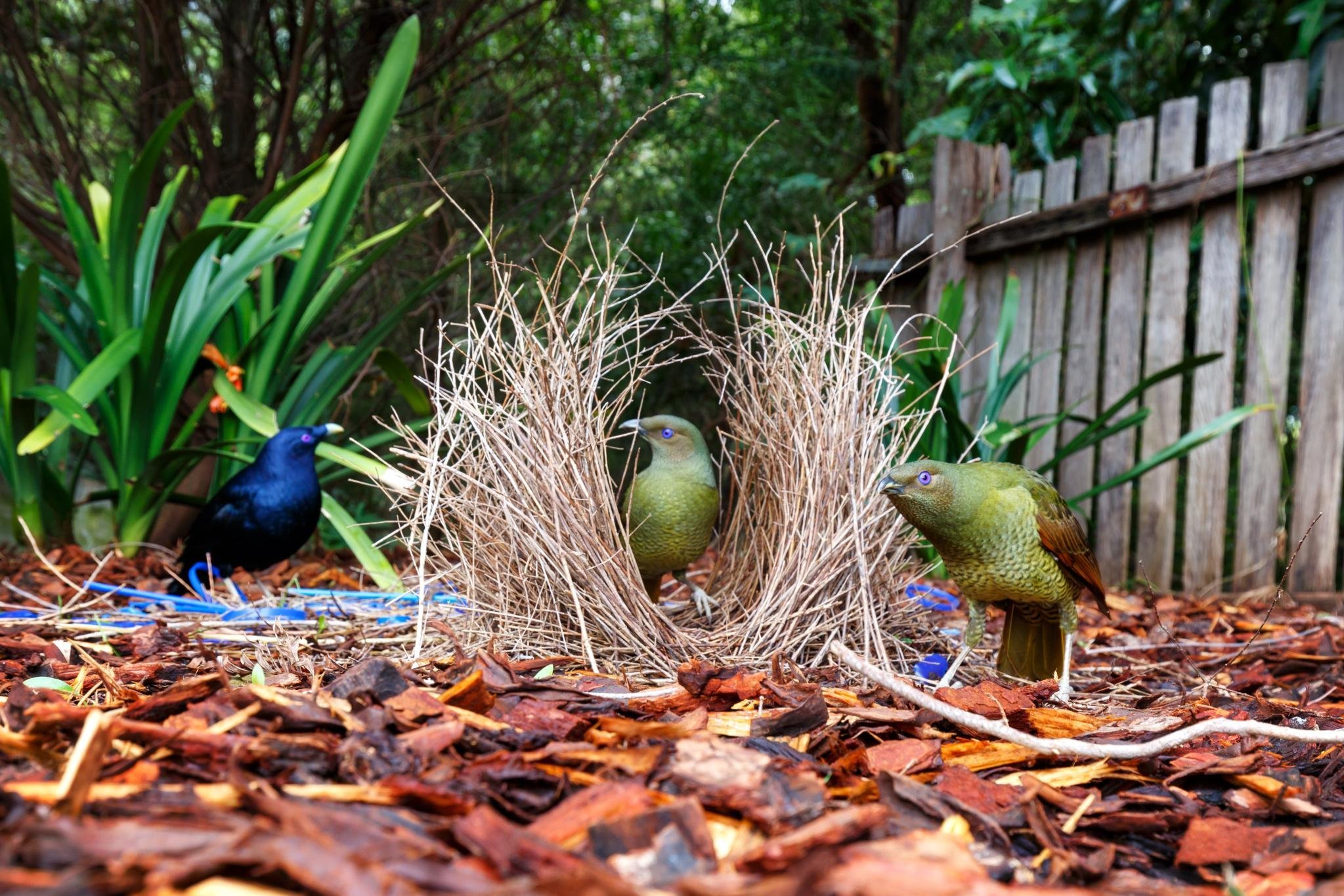 Urban birdwatching guide to Brisbane Australian Geographic