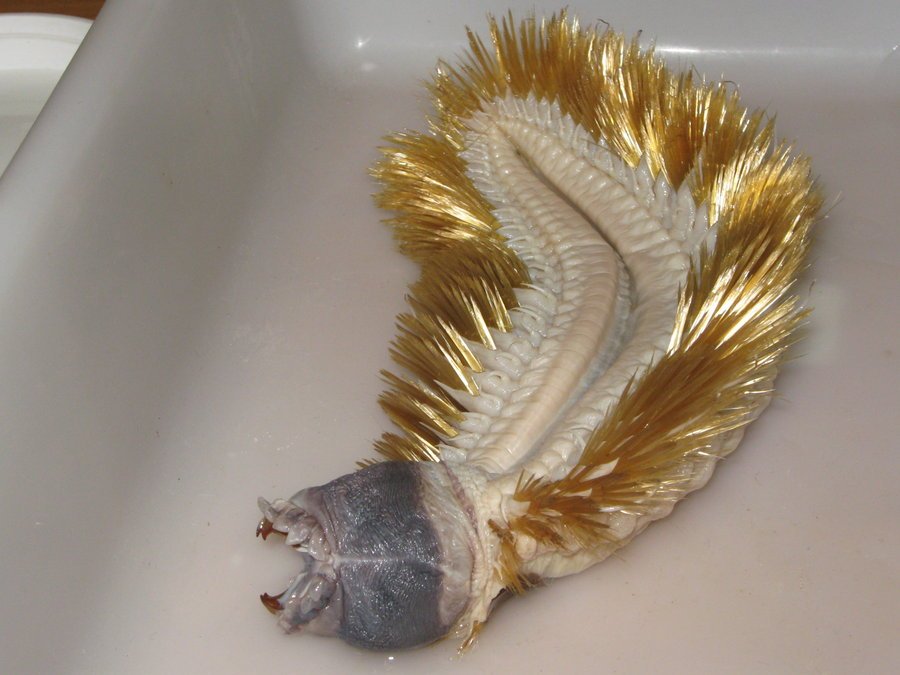 Horrifying Blue Face Worm