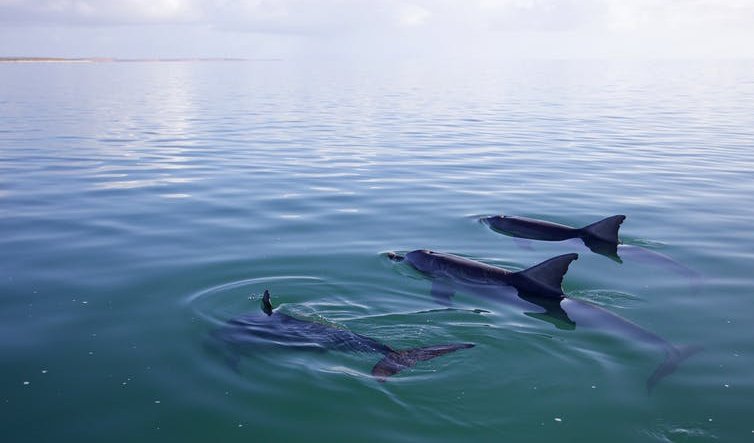 shark bay Archives - Australian Geographic