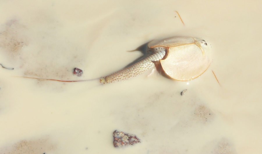 a shield shrimp (Triops australiensis)