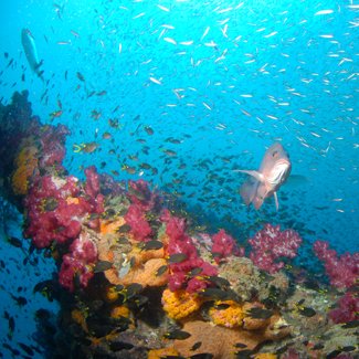 10 of the best shipwreck dives around Australia Australian Geographic