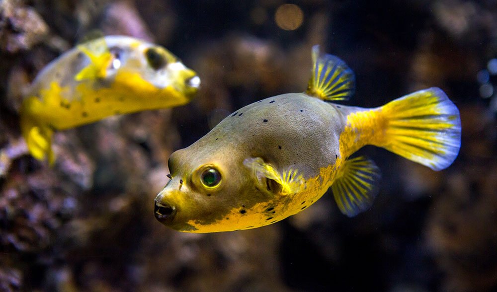 dog puffer fish