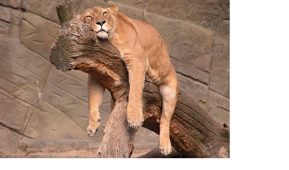 where do pumas sleep