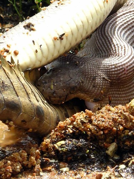 Gallery: Snake eats a crocodile - Australian Geographic