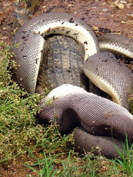 Green Anaconda Eating Crocodile