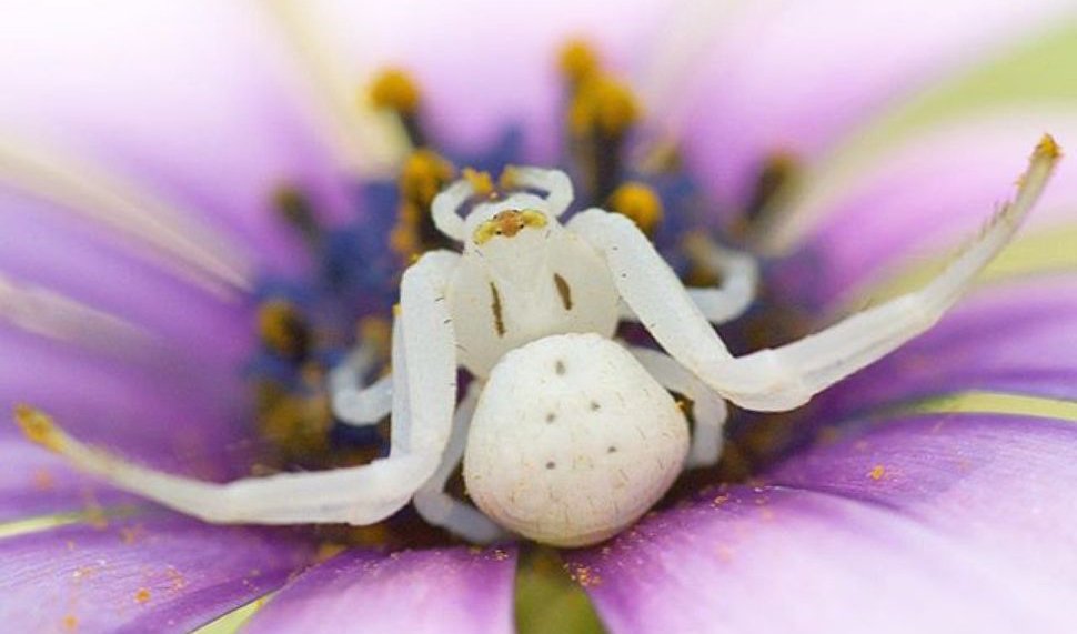 The spectacular crab spider eats prey three times her size - Australian
