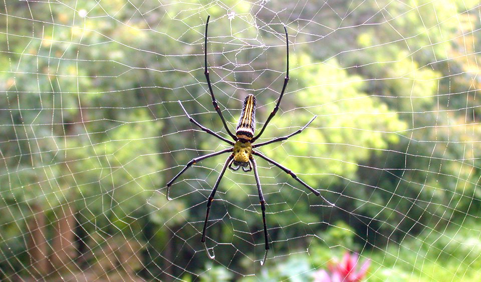 Why don't spiders get stuck in their own webs? - Discover Wildlife