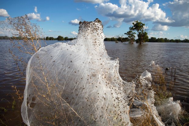 World's widest web? Flood-hit spiders find higher ground, Spiders