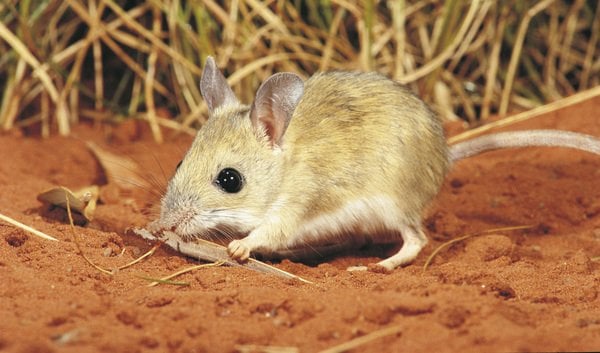 8 adorable Aussie desert-dwellers - Australian Geographic