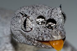 AG reader photo: Northern spiny-tailed gecko - Australian Geographic
