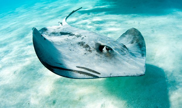 Gallery: Australia's 10 most dangerous stingers - Australian Geographic