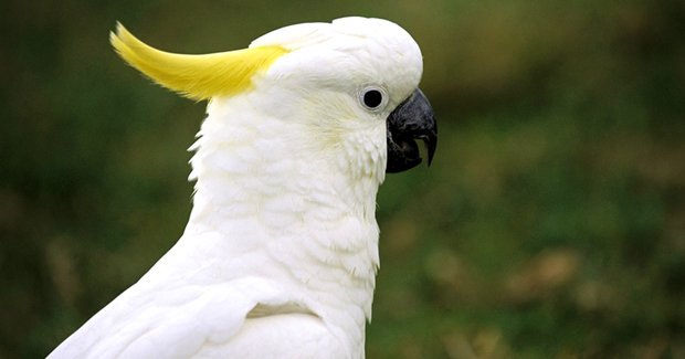 Bird-watchers use to cockatoos - Australian