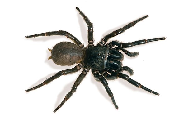 australian snake eating spider