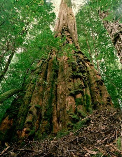 GALLERY Eucalyptus, the tallest trees in Australia Australian Geographic