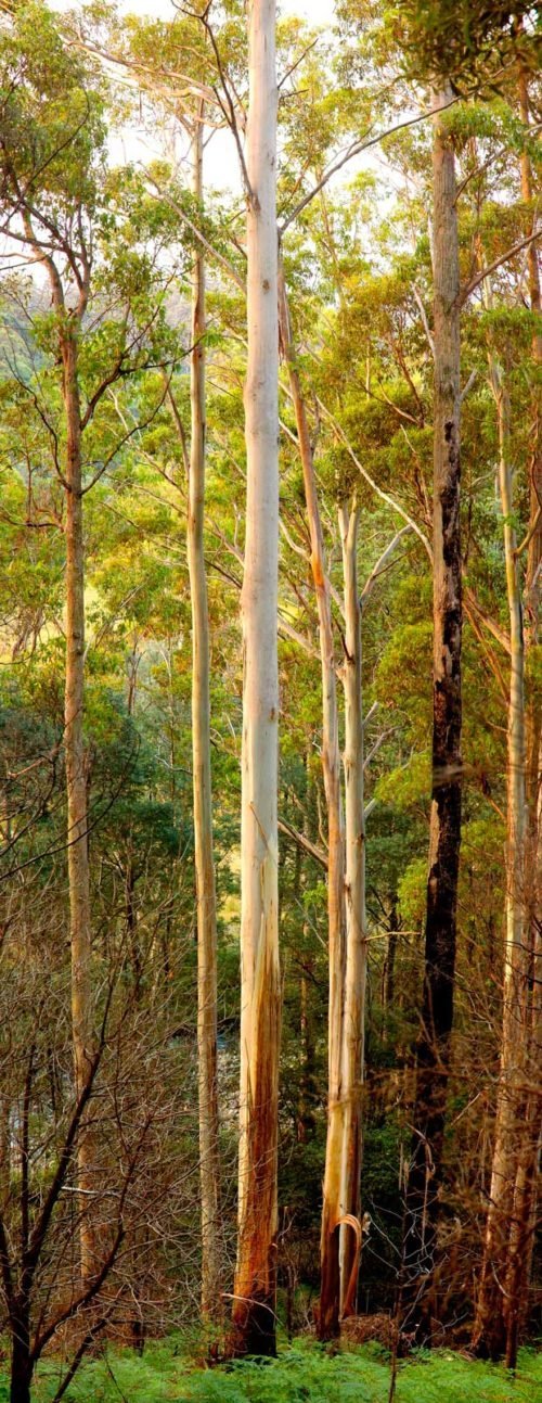 GALLERY Eucalyptus, the tallest trees in Australia Australian Geographic