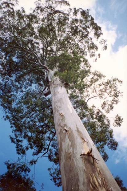 GALLERY: Eucalyptus, tallest trees in - Australian