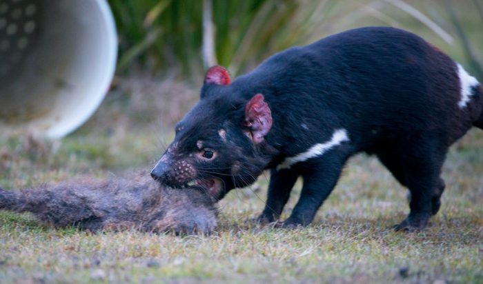 Bones and all: see how the diets of Tasmanian devils can wear down