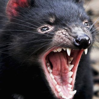 Saving the Tasmanian devil: if not by selective culling, then how?