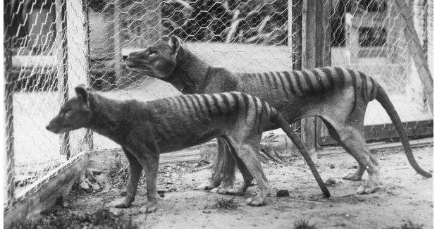 Thylacine: The History, Ecology and Loss of the Tasmanian Tiger