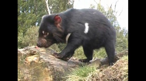 Dining with the Tasmanian devil - Australian Geographic